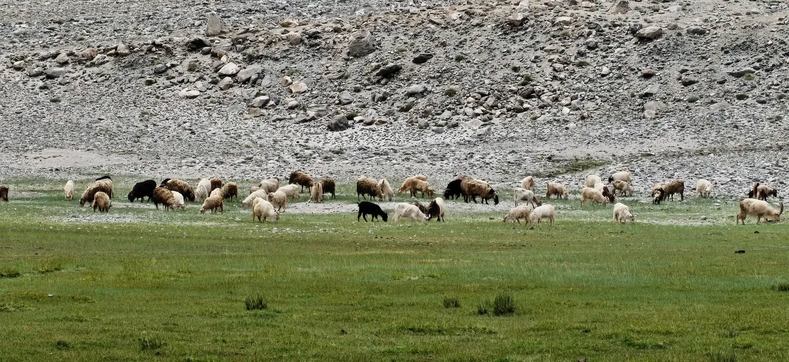 A herd of pashmina goats and sheep grazing