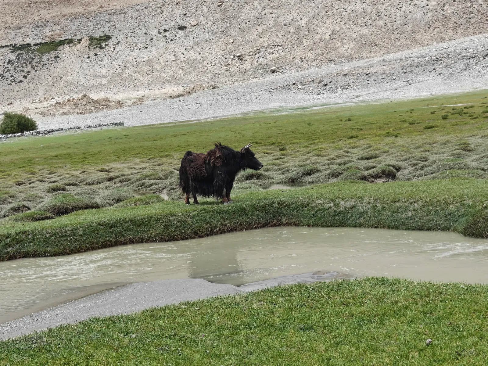 A yak grazing beside a stream